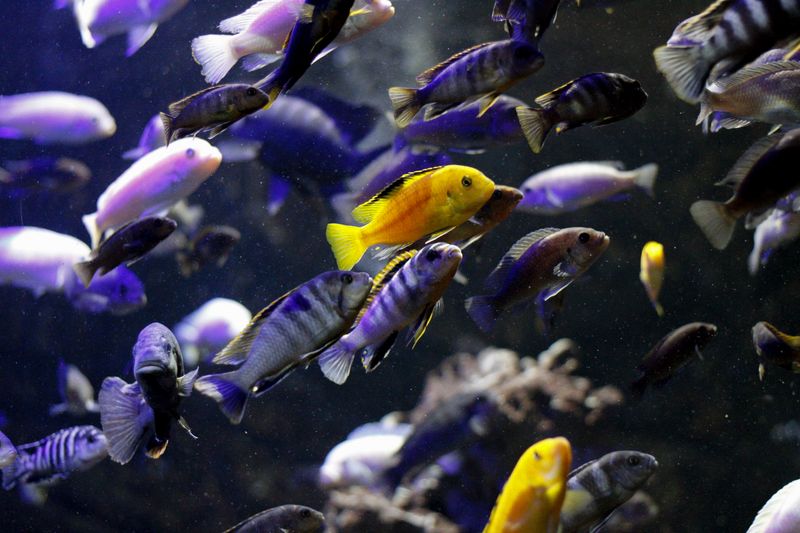 Photo 5 de Le Refuge de l'Aquarium de Limoges